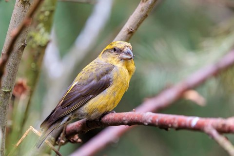 A male red crossbill or common crossbill (Loxia curvirostra) sits in a tree. Bavaria, Germany