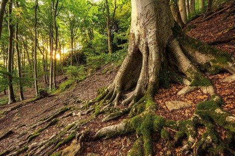 Large trunk of an ancient beech tree with moss-covered roots, surrounded by green forest, sunlight