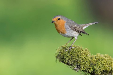 European Robin (Erithacus rubecula) perched on a mossy tree trunk, Poland