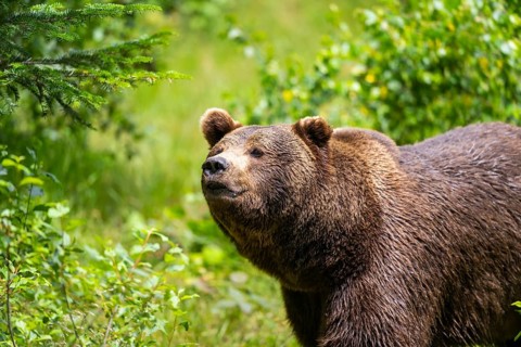 Eurasian brown bear (Ursus arctos arctos) standing between bushes, Bavarian Forest, Bavaria,