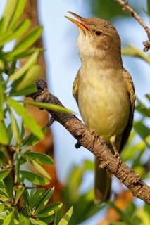 Olive warbler, (Hippolais olivetorum), animal, animals, bird, birds, biotope, habitat, perch,