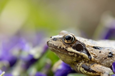 Common frog (Rana temporaria) adult amphibian on garden blue violet flowers in spring, England,
