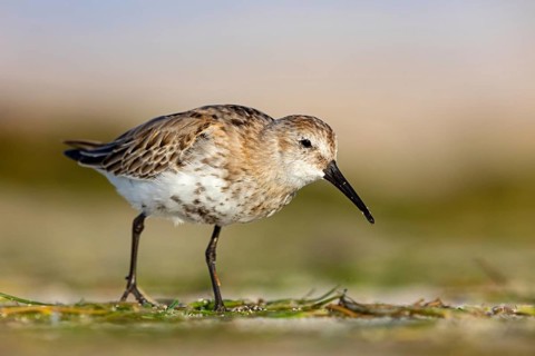 Dunlin, (Calidris alpina), snipe family, snipe, foraging, biotope, habitat, Barr Al Hikman,