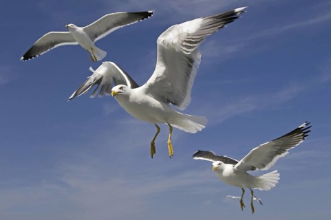Lesser Black-backed Gull (Larus fuscus) flying, Texel, Netherlands