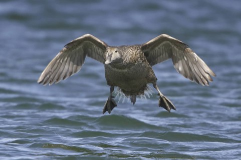 Common Eider (Somateria mollissima) female flying, Manitoba, Canada