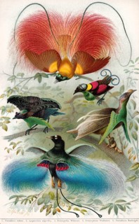 Historical illustration, birds-of-paradise, Paradisaeidae, historische Zeichnung, verschiedene
