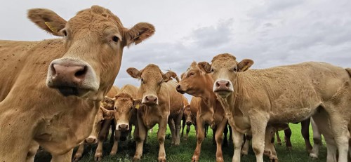 Cows (bos taurus) standing in a pasture under a cloudy sky, Franconian Forest nature park Park