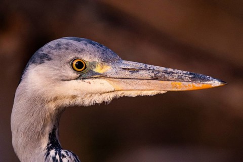 Grey heron (Ardea cinerea) Germany