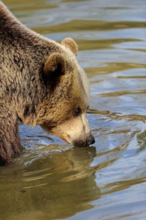 A brown bear stands in the water and observes its surroundings, Eurasian brown bear (Ursus arctos