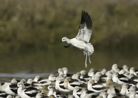 American Avocet (Recurvirostra americana), California, USA