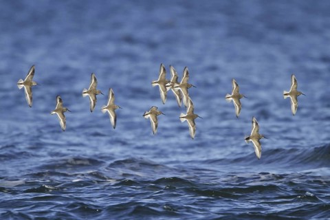 Dunlin (Calidris alpina) flying, British Columbia, Canada