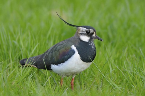 Kiebitz (Vanellus vanellus), Lapwing, im Prachtkleid, morgens, April, NSG Dingdener Heide,