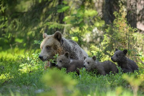 Eurasian Brown Bear (Ursus arctos) mother with cubs in forest, Finland
