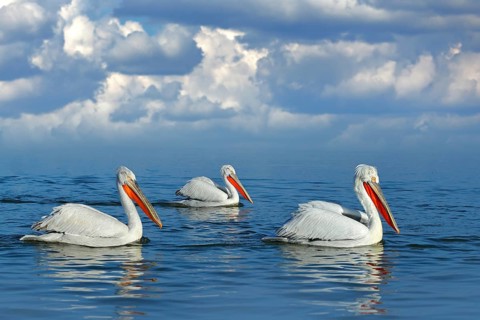 Dalmatian pelican, Pelecanus crispus, landing in Lake Kerkini, Greece. Pelican with open wings.
