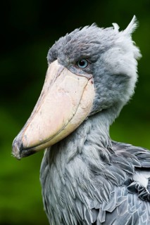 Shoebill Stork (Balaeniceps rex), portrait of adult bird, native to East Africa, South Sudan and