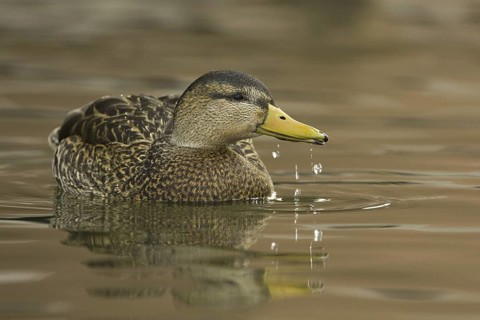 Mexican Duck (Anas diazi), New Mexico, USA