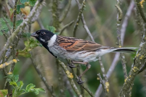 Common Reed Bunting (Emberiza schoeniclus) male, Schleswig-Holstein, Germany