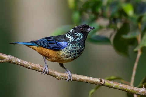 Spangled-cheeked Tanager (Tangara dowii) perched on a branch in Costa Rica