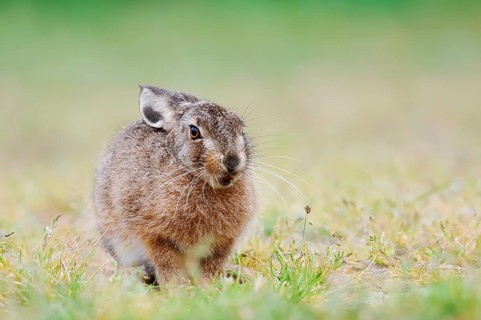 European hare (Lepus europaeus), young animal sitting in a meadow, North Rhine-Westphalia, Germany