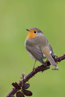European Robin (Erithacus rubecula), Berlin, Germany