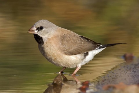 Long-tailed Finch (Poephila acuticauda) juvenile, Kimberley, Western Australia, Australia