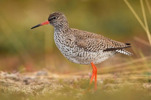 Common Redshank (Tringa totanus), Finnmark, Norway
