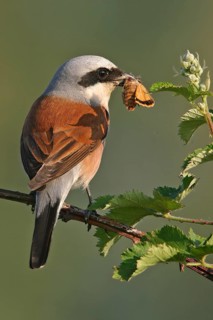 Red-backed shrike (Lanius collurio), Pie-griËche Ècorcheur, AlcaudÛn Dorsirrojo, Spider, spider,