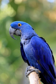 Hyacinth Macaw (Anodorhynchus hyacinthinus), adult on wait, Pantanal, Brazil, South America