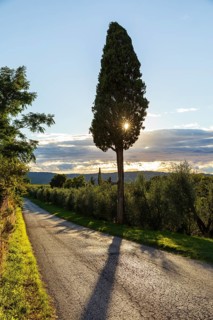 Single columnar cypress (Cupressus sempervirens) at the roadside with sun, Tuscany, Italy