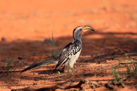 Red-ringed Hornbill (Tockus leucomelas), Southern Yellow-billed Hornbill, adult, foraging on the