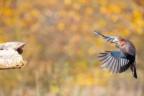 Eurasian jay (Garrulus glandarius) Germany