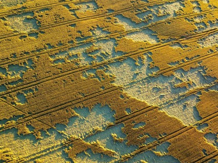 Aerial view of a golden wheat field in Macerata, Italy. The intricate patterns and harvest lines