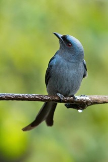 Ashy Drongo (Dicrurus leucophaeus), Yunnan, China