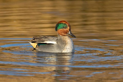 Common teal (Anas crecca) duck adult male bird displaying on a lake, Norfolk, England, United