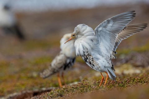 Ruff (Philomachus pugnax), at the mating site, Varanger, Norway