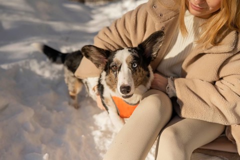 A cropped unrecognizable woman enjoys a serene winter walk in the forest with her Border Collie.