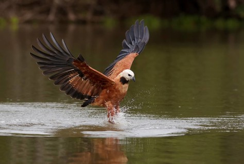 Black-collared Hawk (Busarellus nigricollis) hunting, Pantanal, Brazil