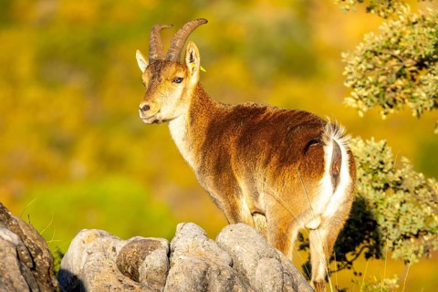 An Iberian ibex stands on rocky terrain at sunrise, showcasing its majestic horns and keen gaze.