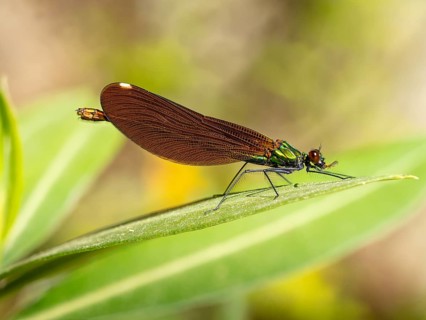 Dragonfly, Dragonfly, Dragonfly, Greece, Lesbos Island, (Crocothemis erythraea), Lesbos, Lesbos