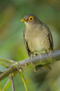Bare-eyed Thrush (Turdus nudigenis nudigenis) perched on a branch on the Caribbean Island of