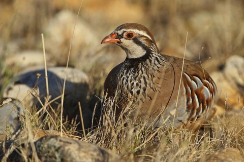 Red-legged Partridge (Alectoris rufa), Extremadura, Spain