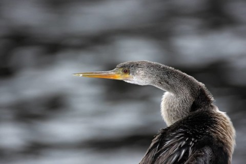 American Darter (Anhinga anhinga), Myakka River State Park, Florida, USA, America