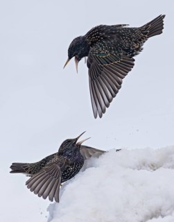 Starling (Sturnus vulgaris), close-up, two adult birds attacking each other in flight in an