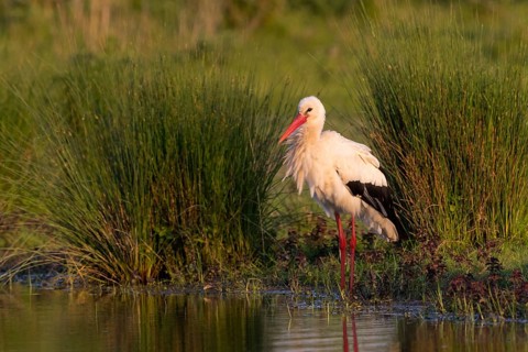 Weißstorch, White Stork, Ciconia ciconia, Cigogne blanche, Cigüeña Blanca, Cigüeña Común