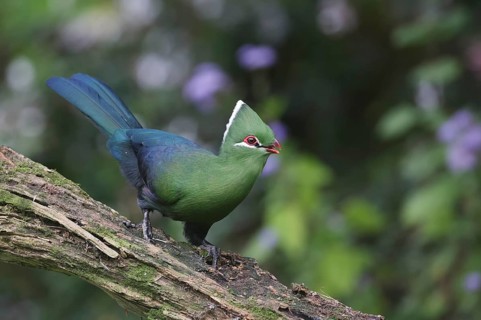 Knysna Turaco (Tauraco corythaix), Western Cape, South Africa