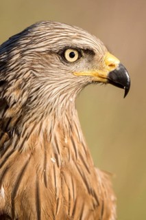 Black Kite (Milvus migrans), Madrid, Spain