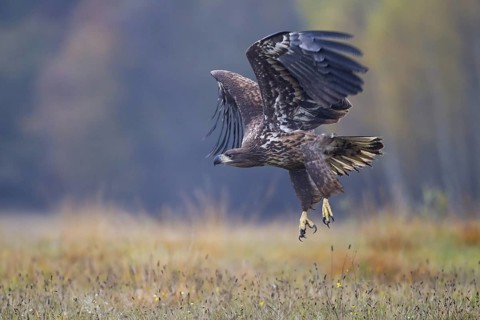 White-tailed Eagle (Haliaeetus albicilla) juvenile flying, Lodz, Poland