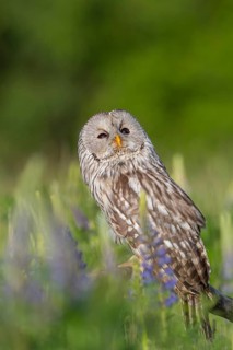 One Ural owl (Strix uralensis) sitting on a branch lying in a field of flowering lupines in late