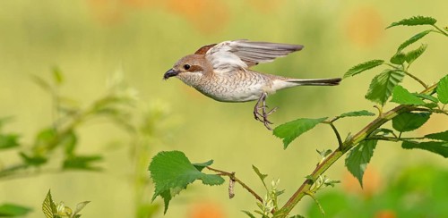 Red-backed shrike (Lanius collurio), female, departure photo, take-off, Hockenheim,