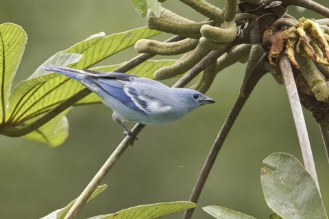 Blue-grey Tanager (Thraupis episcopus), Ecuador